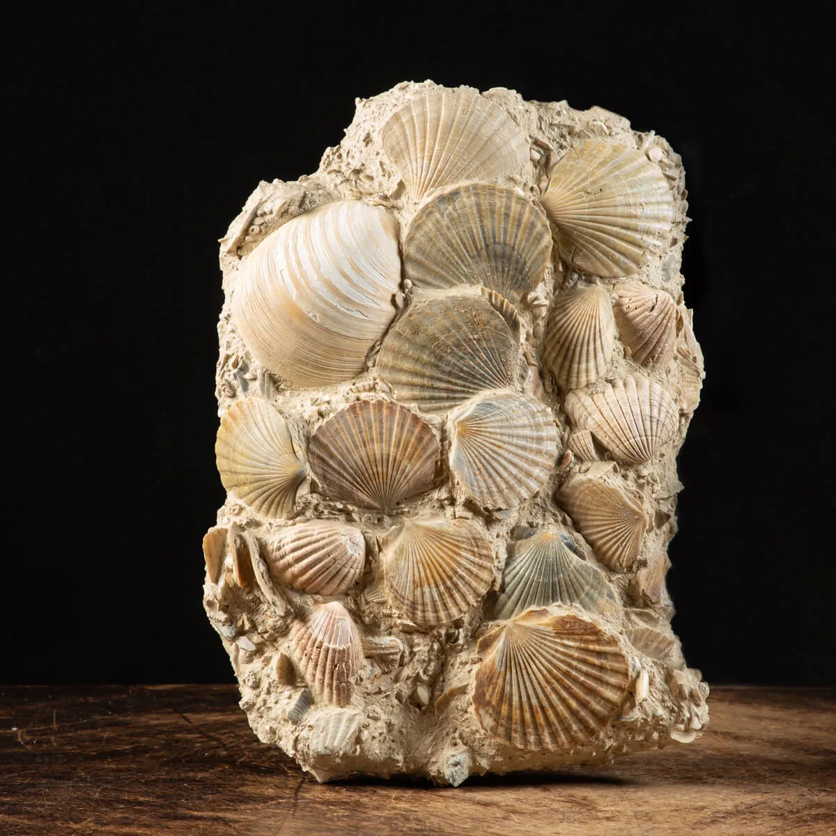 Lastra con conchiglie fossili