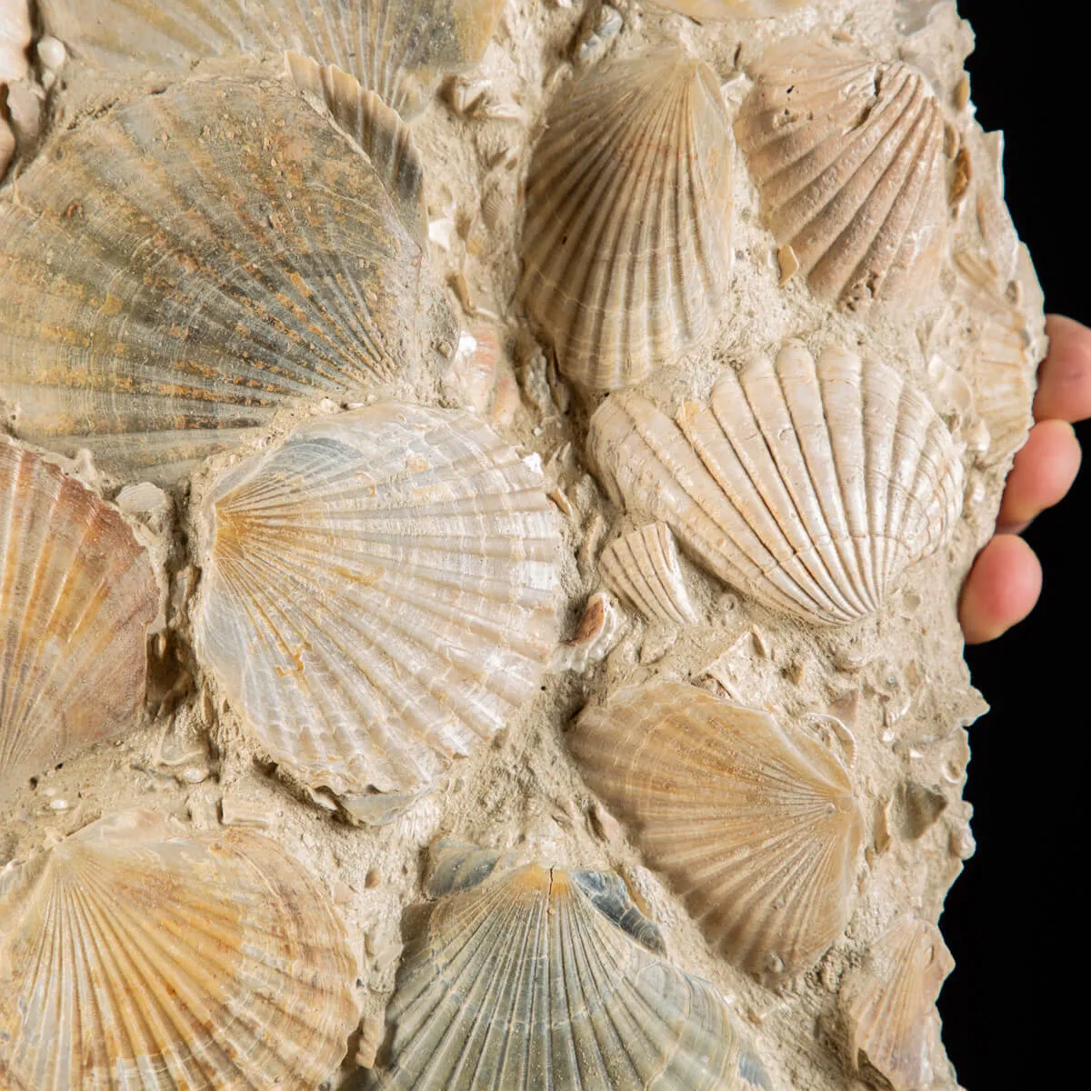 Lastra con conchiglie fossili