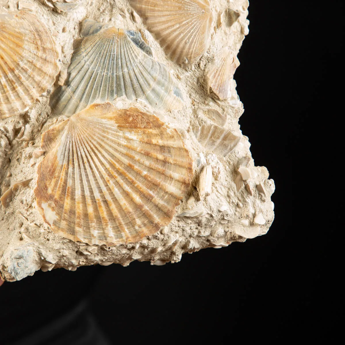 Lastra con conchiglie fossili