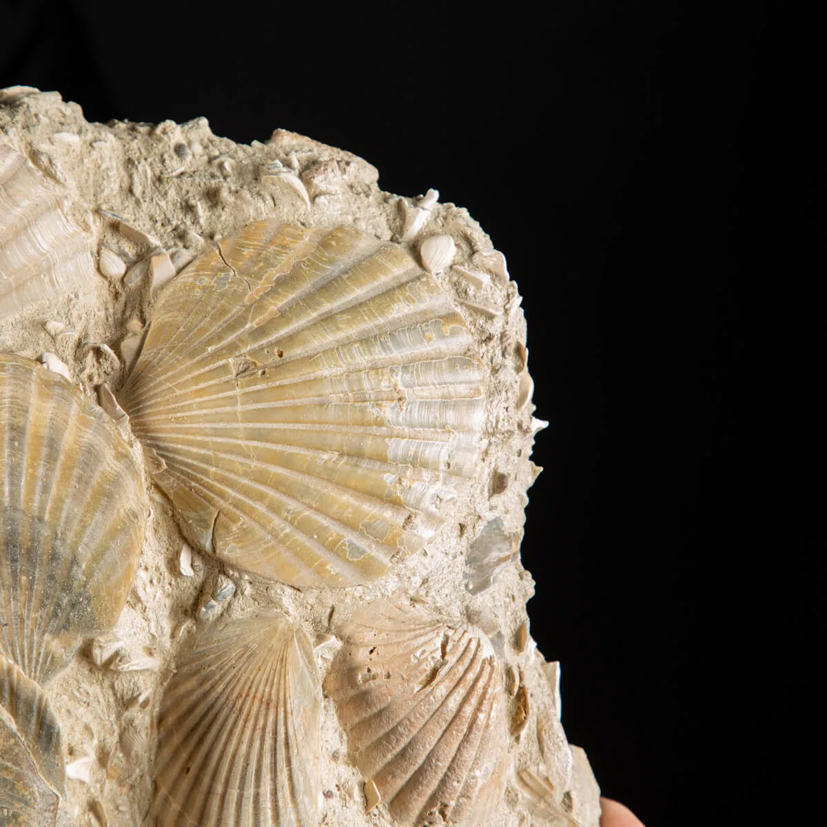 Lastra con conchiglie fossili