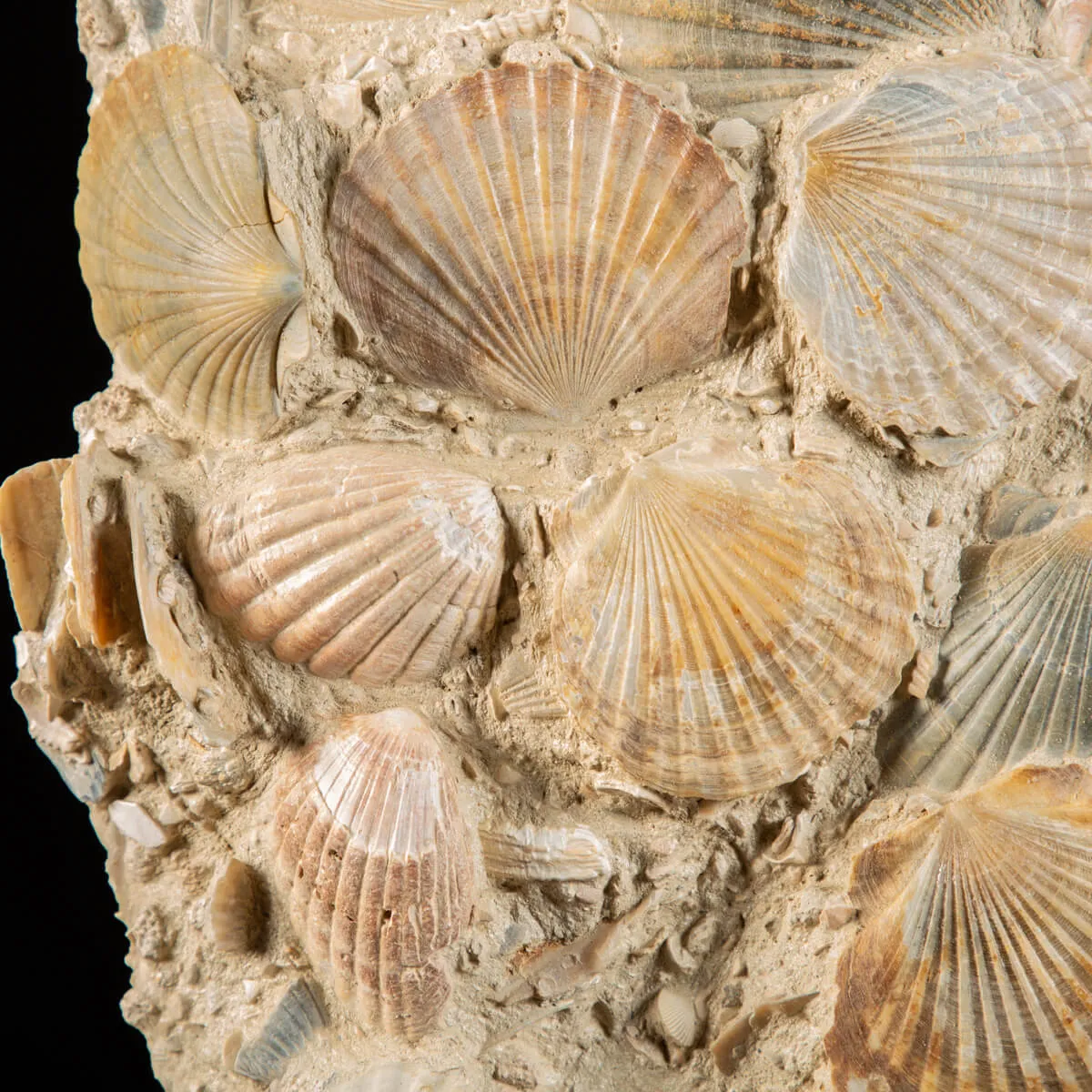 Lastra con conchiglie fossili