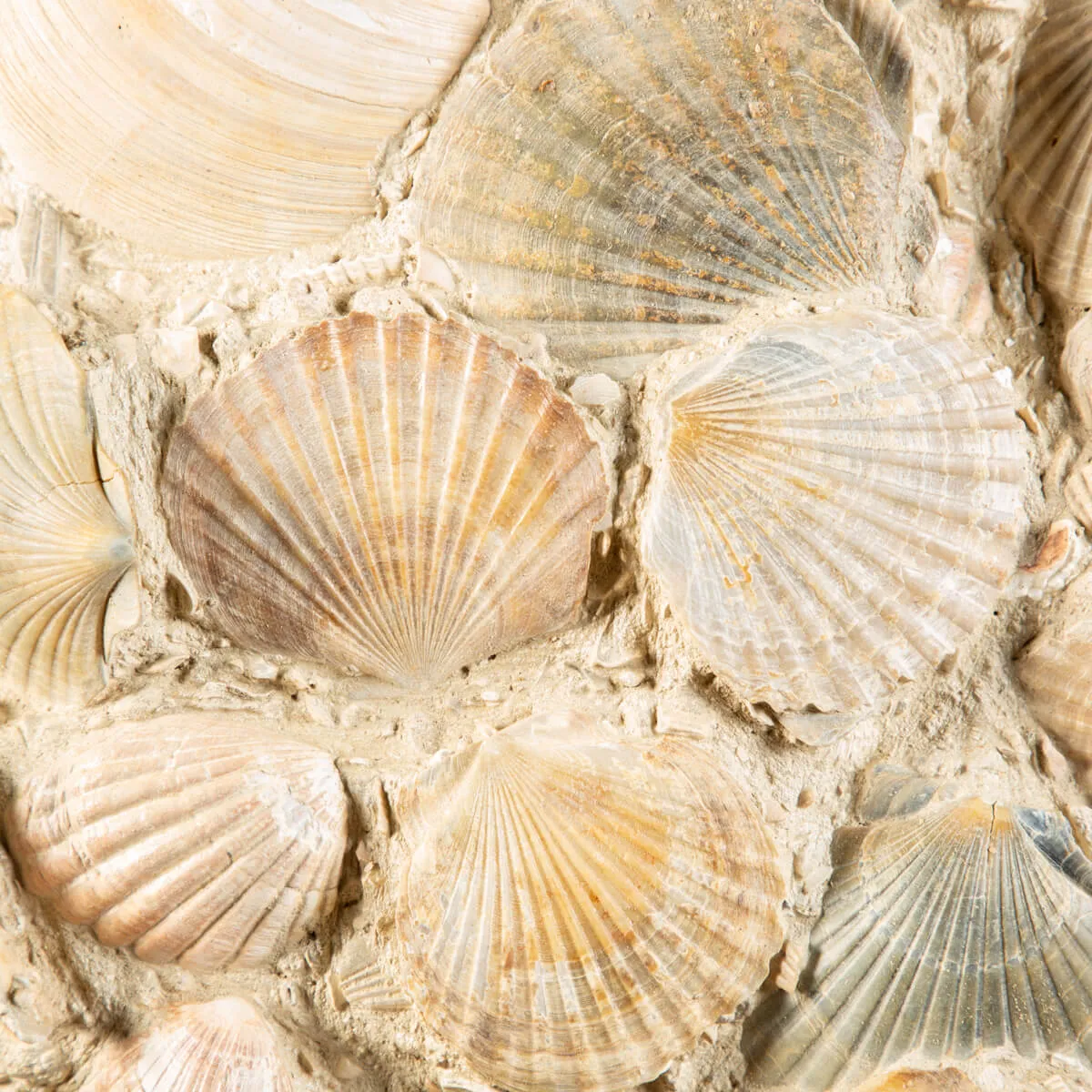 Lastra con conchiglie fossili