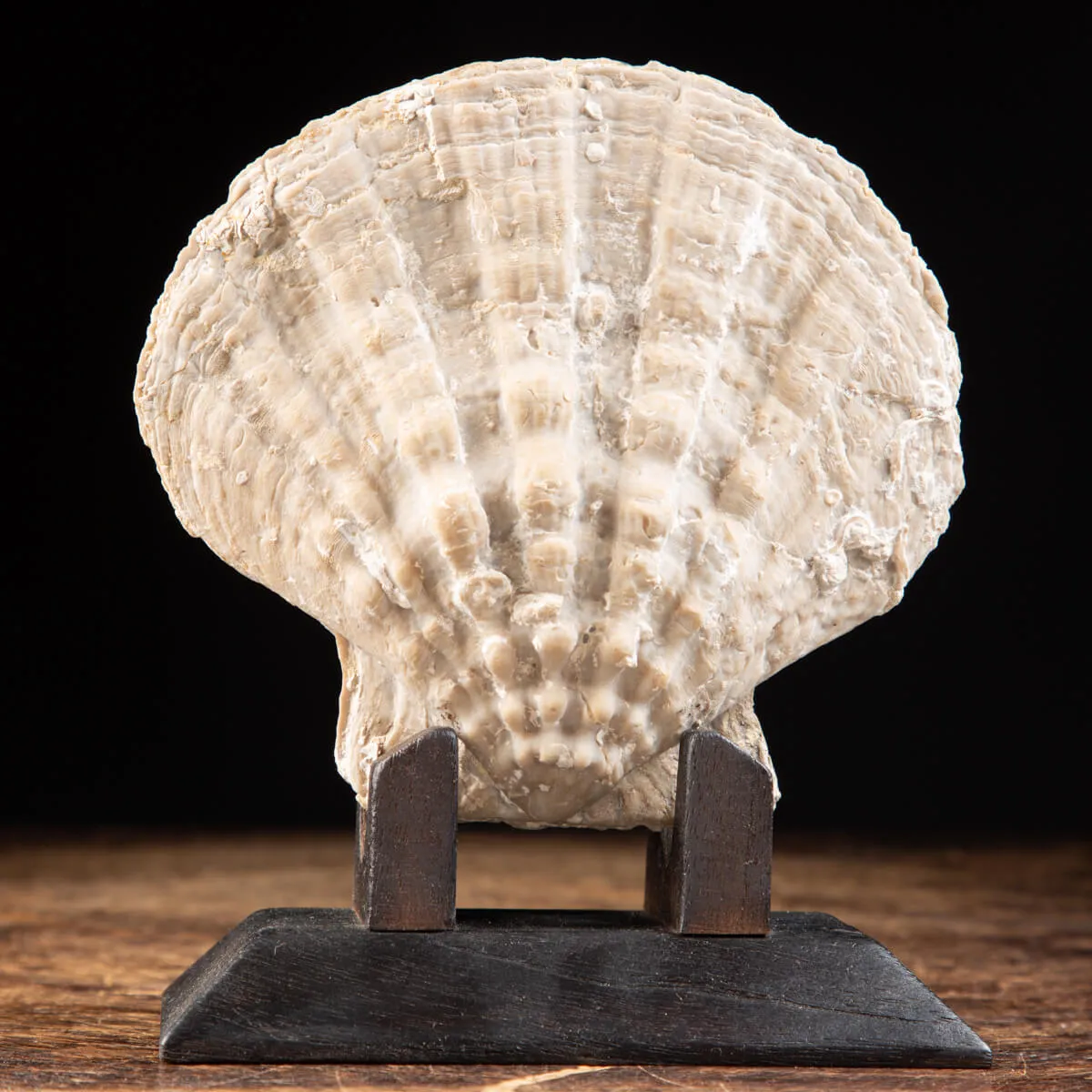 Gigantopecten Nodosiformis