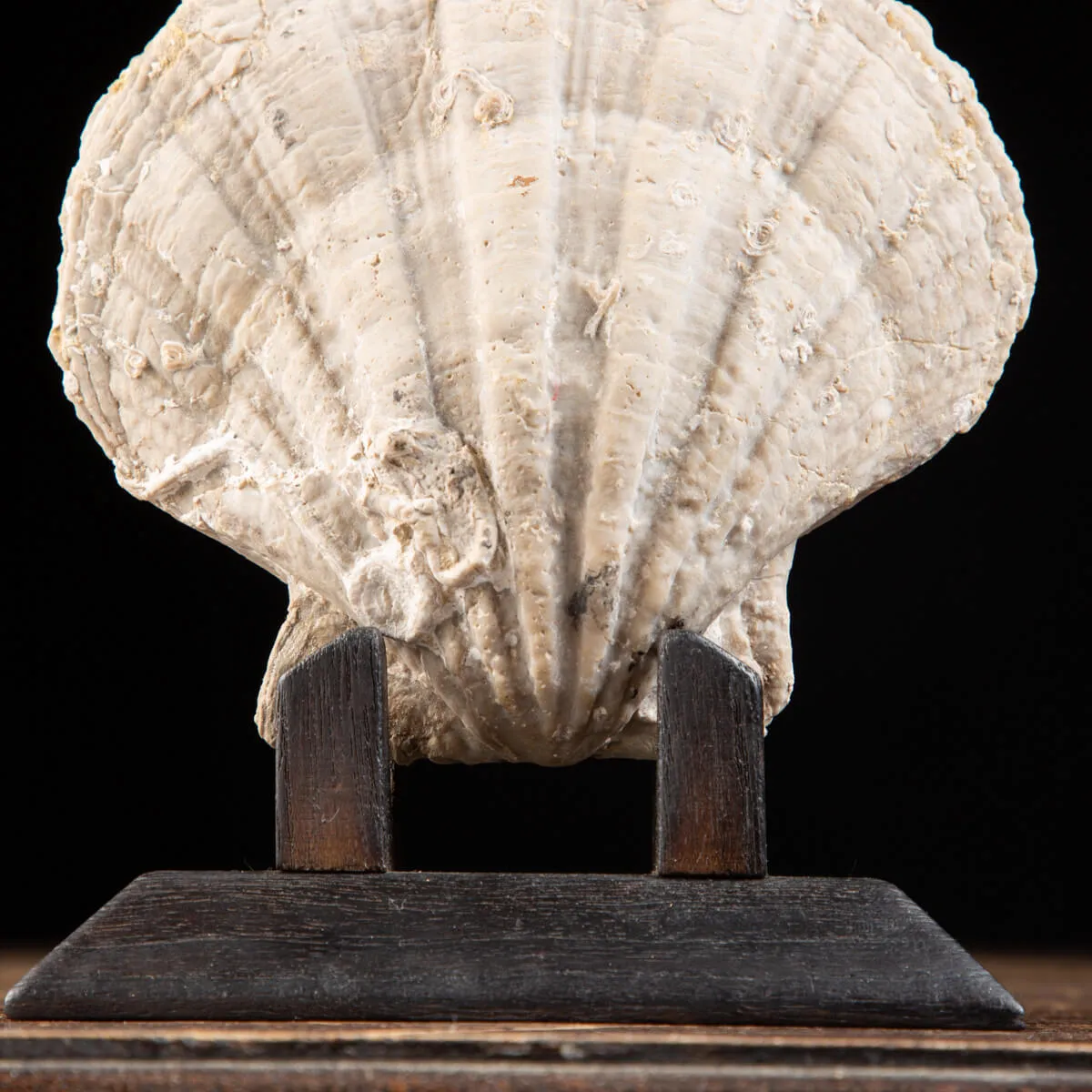 Gigantopecten Nodosiformis