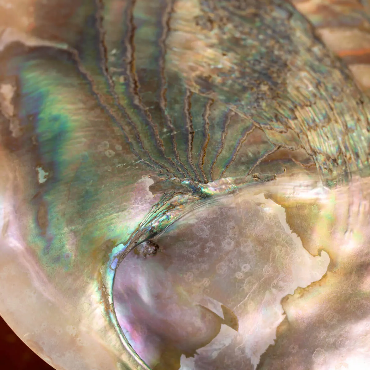 Red Abalone, Haliotis Rufescens Cabinet of Curiosities.