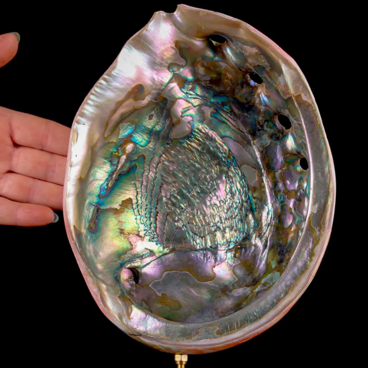 Haliotis Rufescens – Abalone Rosso della California