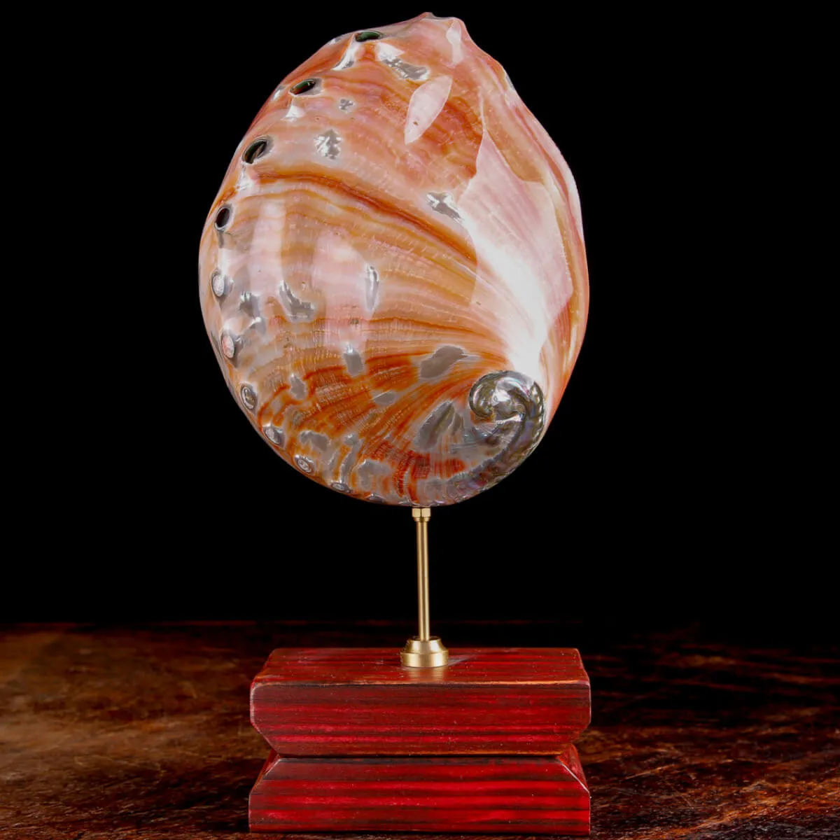 Haliotis Rufescens – Abalone Rosso della California
