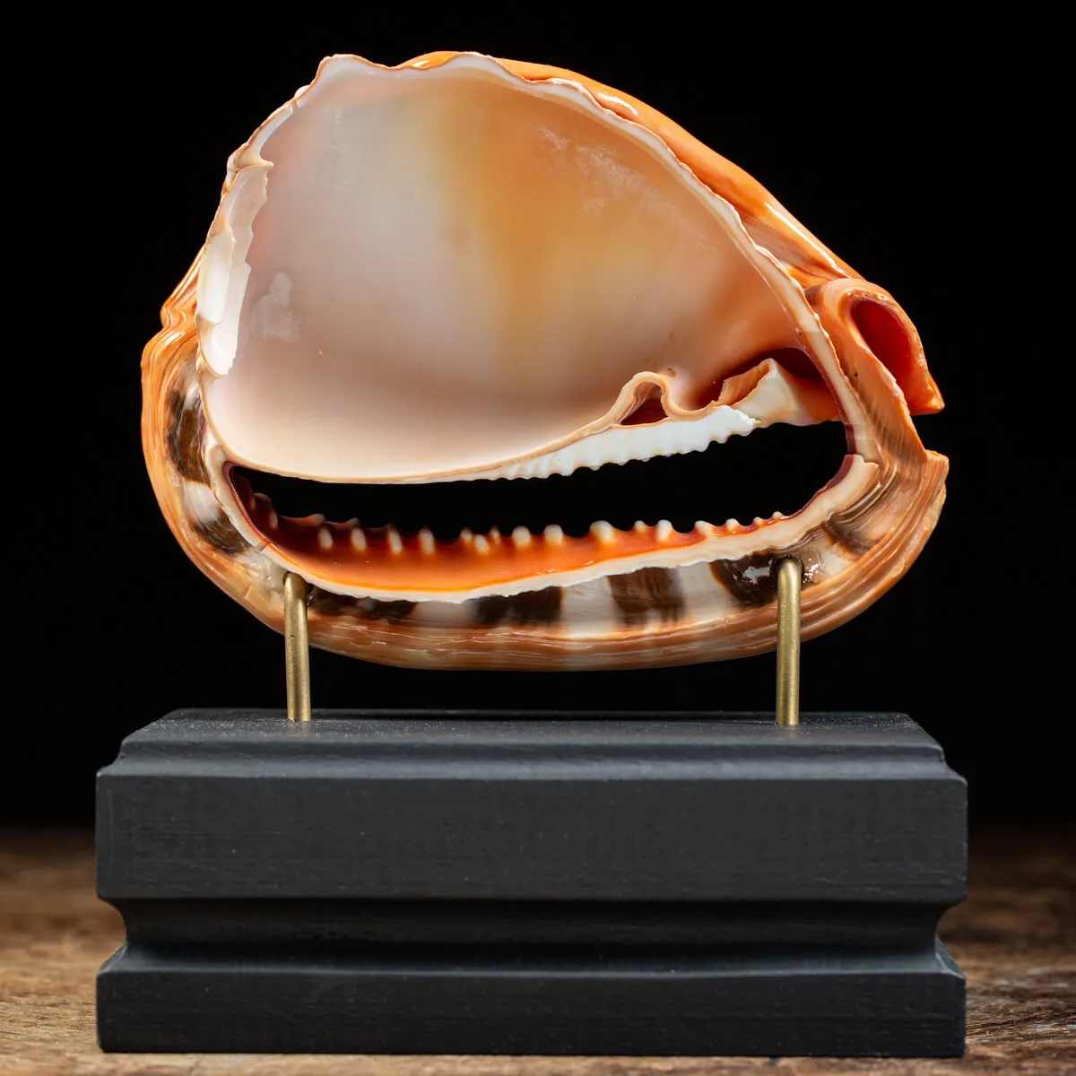 Cassis Rufa su piedistallo in legno e ottone