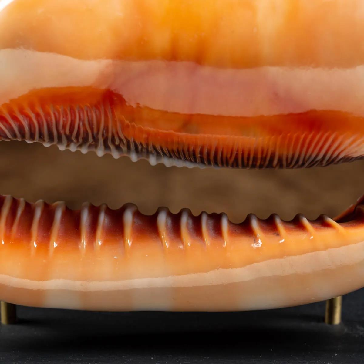 Cassis Rufa su piedistallo in legno e ottone