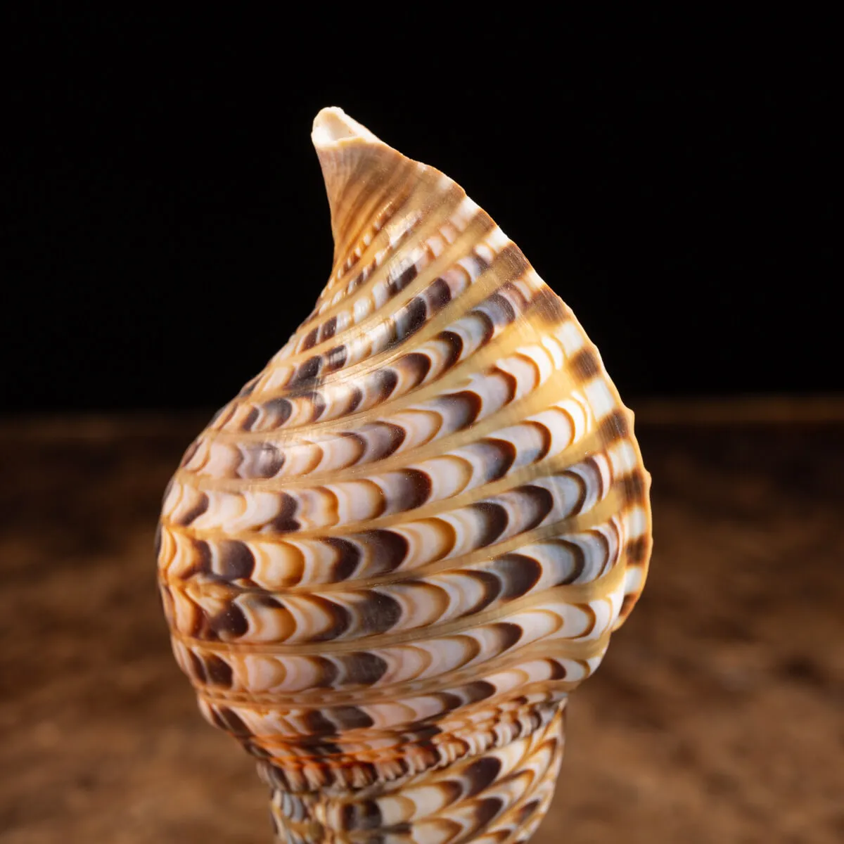 Charonia Tritonis su piedistallo