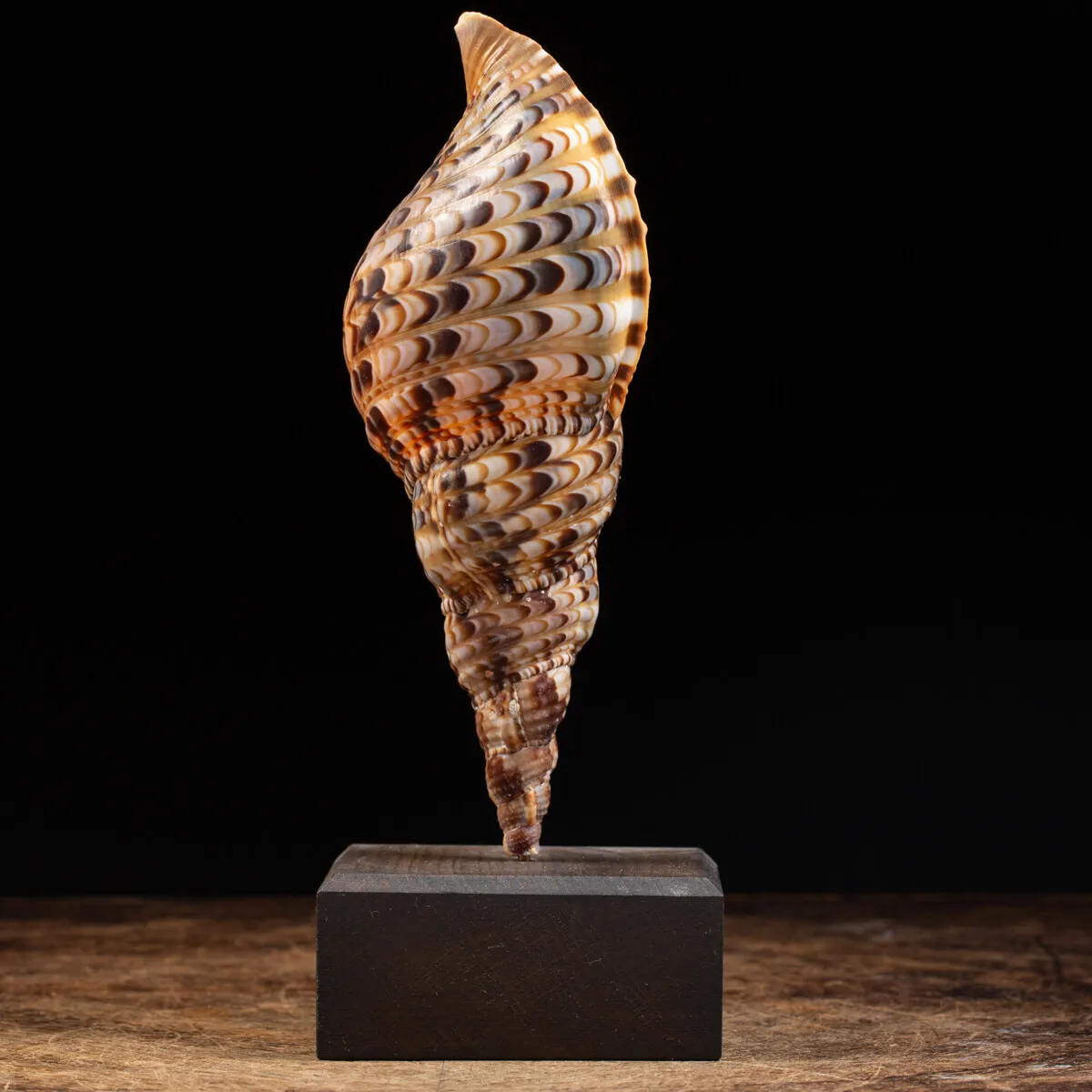 Charonia Tritonis su piedistallo