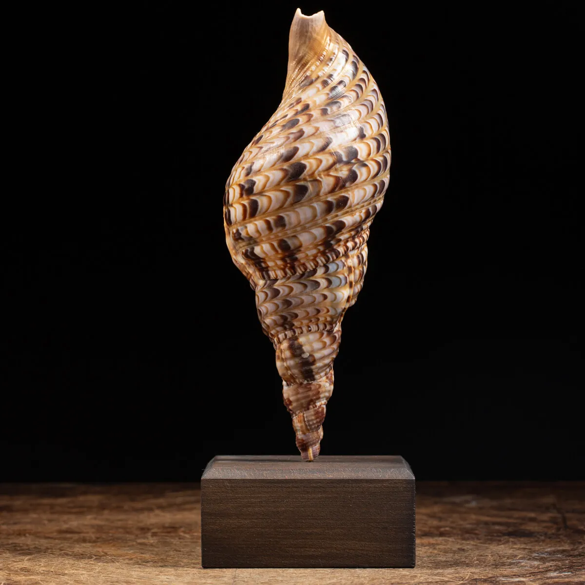 Charonia Tritonis su piedistallo