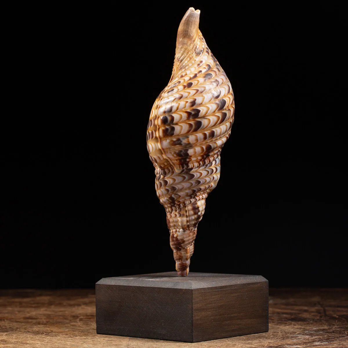 Charonia Tritonis su piedistallo