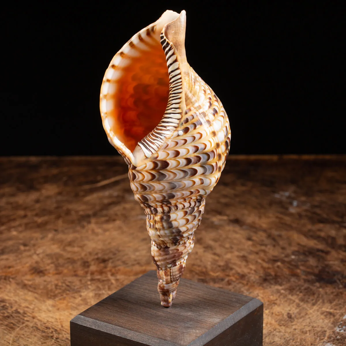 Charonia Tritonis su piedistallo