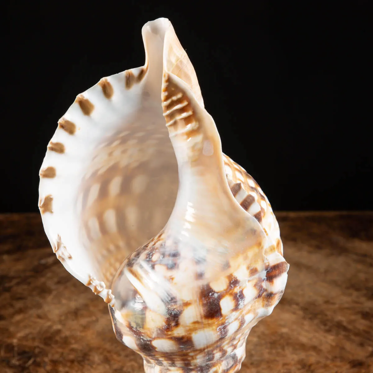 Charonia Lampas – La Conchiglia del Dio del Mare.