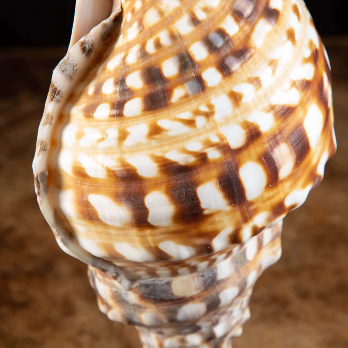 Charonia Lampas – La Conchiglia del Dio del Mare.
