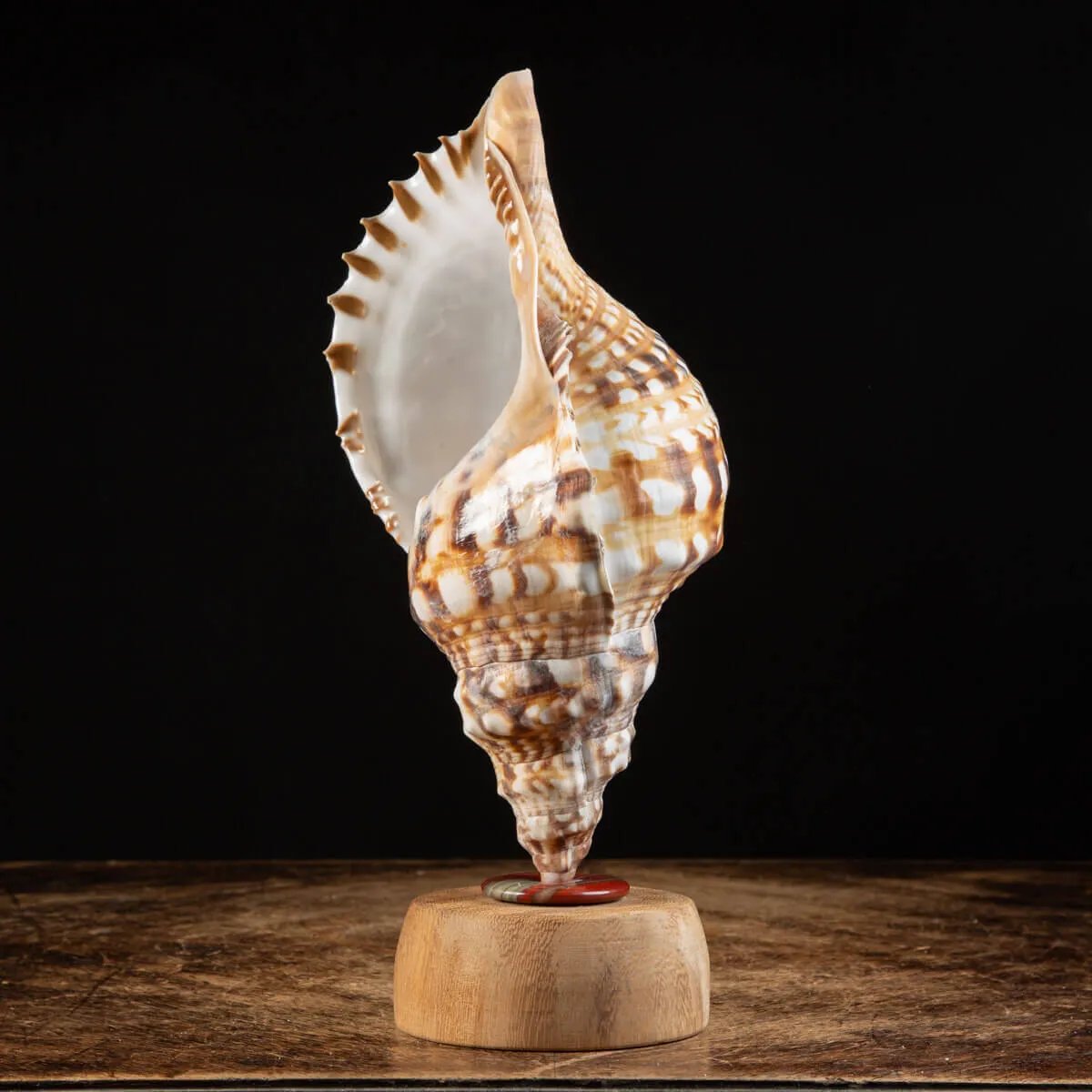 Charonia Lampas – La Conchiglia del Dio del Mare.
