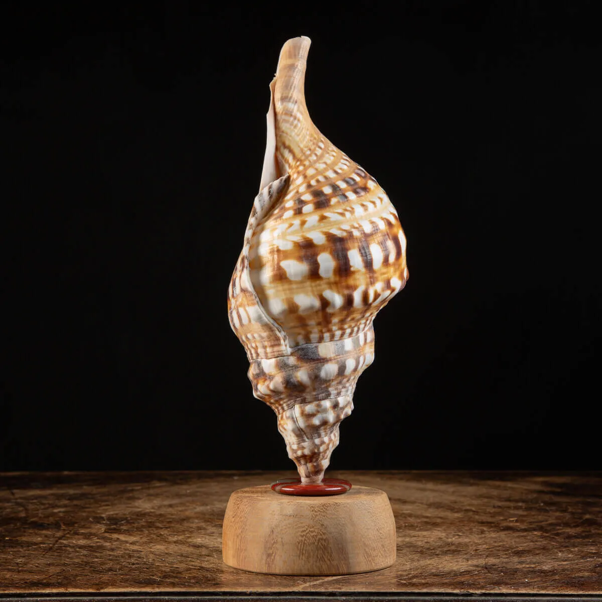 Charonia Lampas – La Conchiglia del Dio del Mare.