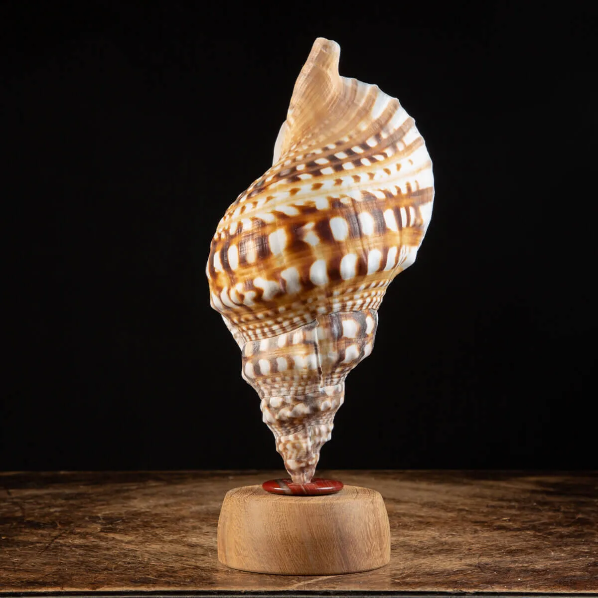 Charonia Lampas – La Conchiglia del Dio del Mare.