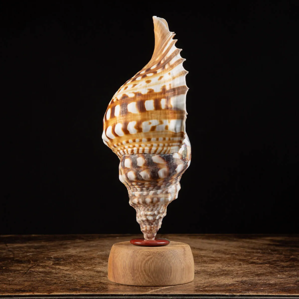 Charonia Lampas – La Conchiglia del Dio del Mare.