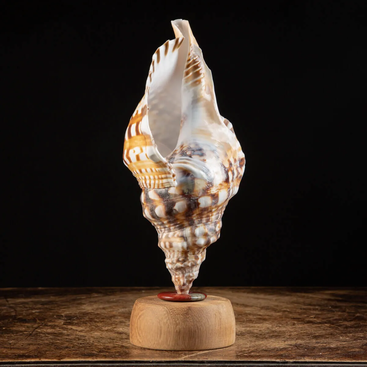Charonia Lampas – La Conchiglia del Dio del Mare.