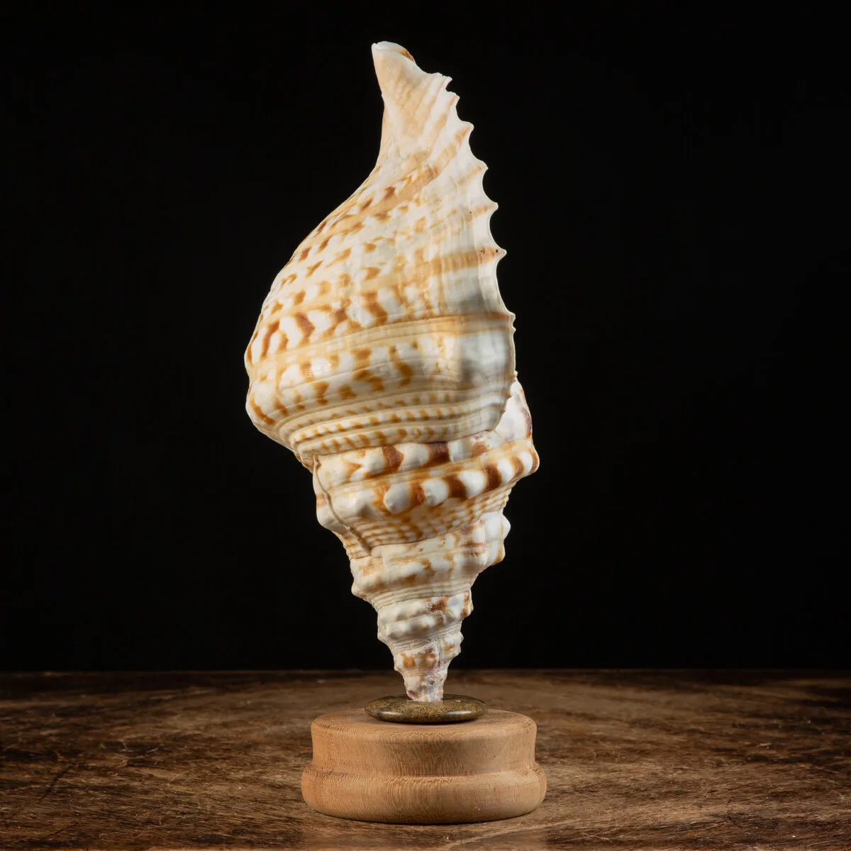 Charonia Lampas su piedistallo