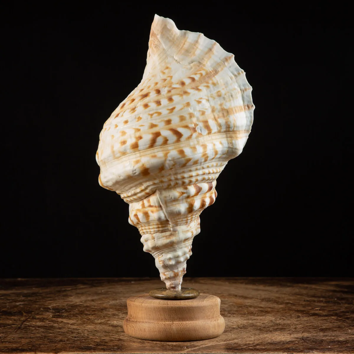 Charonia Lampas su piedistallo