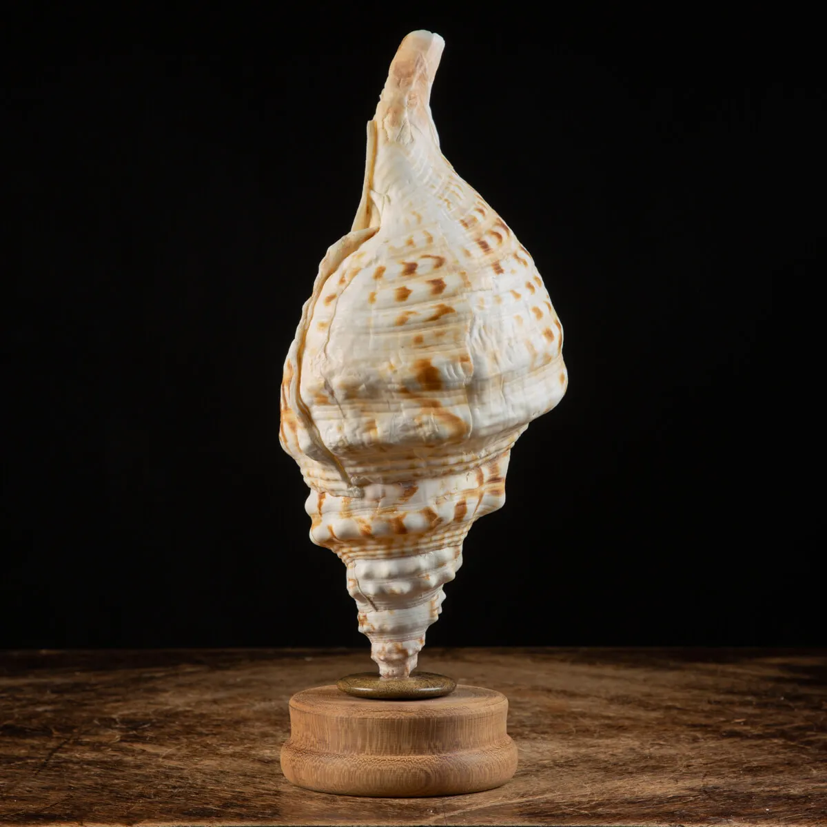 Charonia Lampas su piedistallo