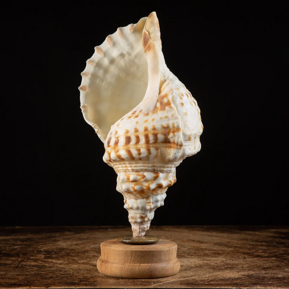 Charonia Lampas su piedistallo