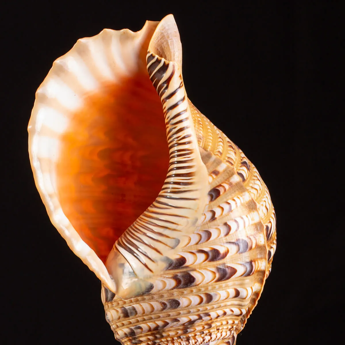 Charonia Tritonis - L’Essenza del Mare.