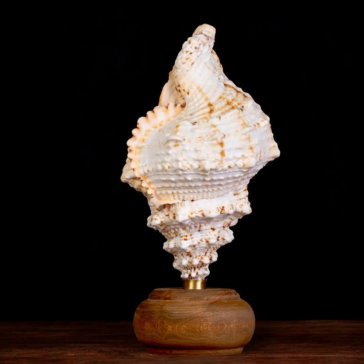 Charonia Lampas – Sicilia.