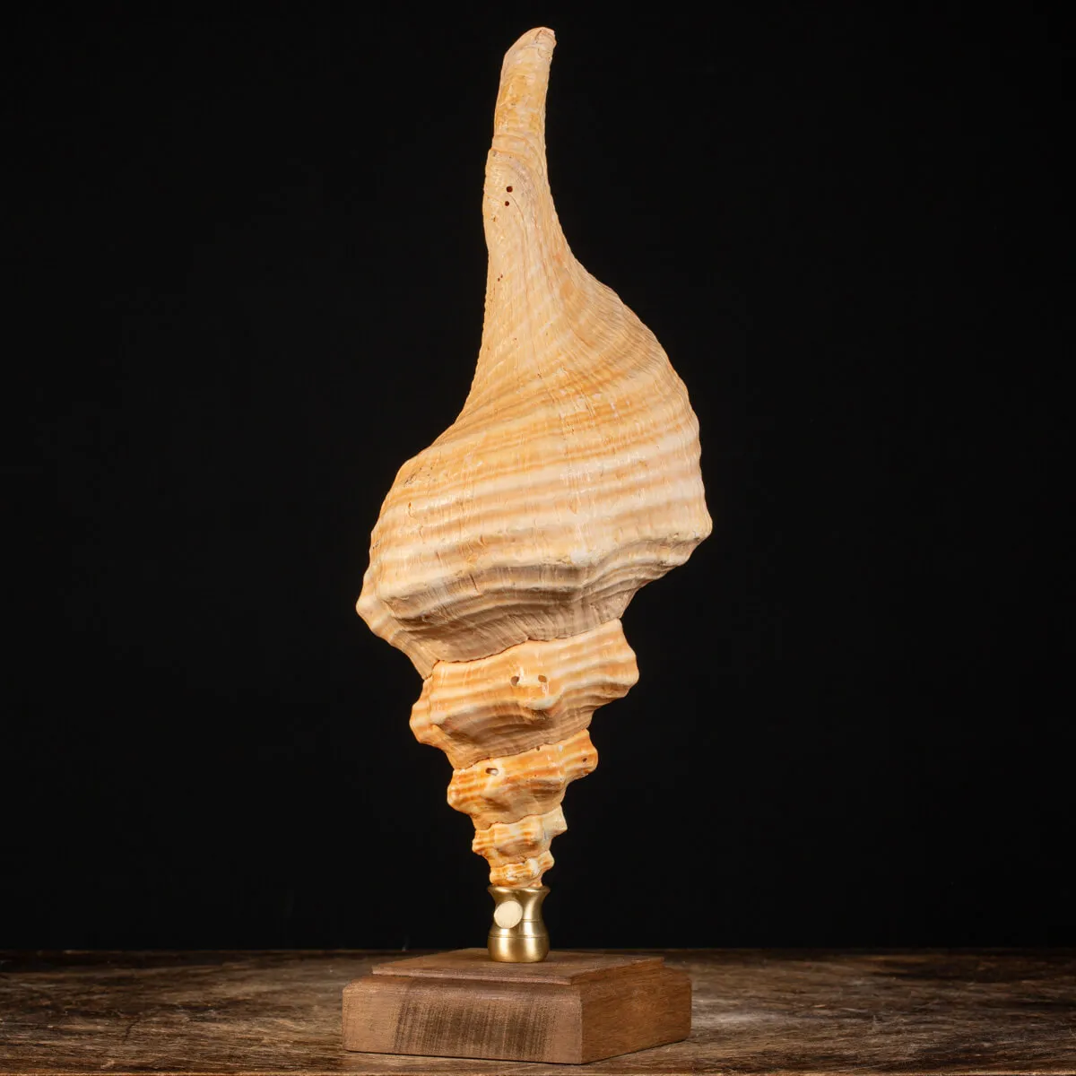 Conchiglia Tritone Gigante, Triplofusus Giganteus, montato su base ornamentale.