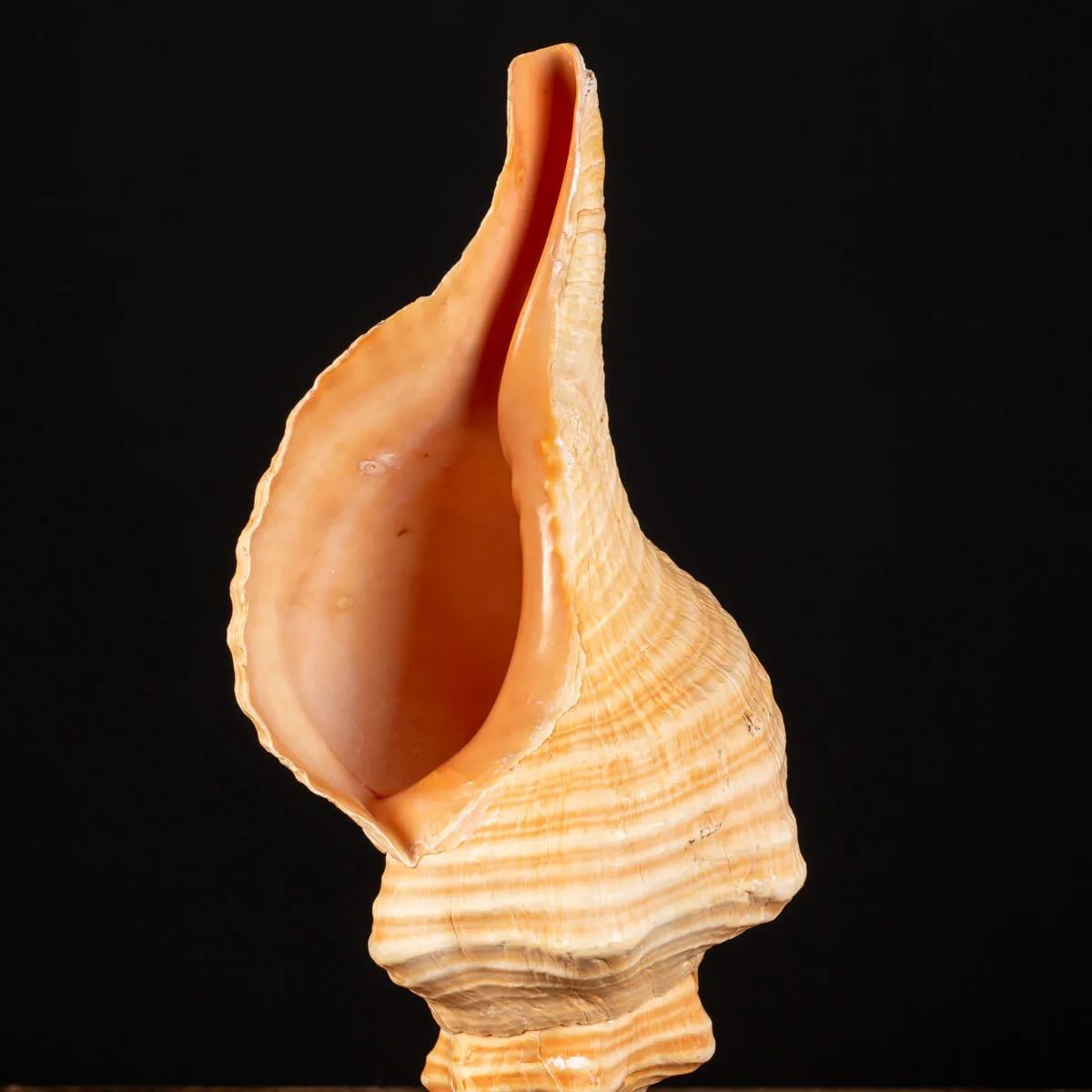 Conchiglia Tritone Gigante, Triplofusus Giganteus, montato su base ornamentale.