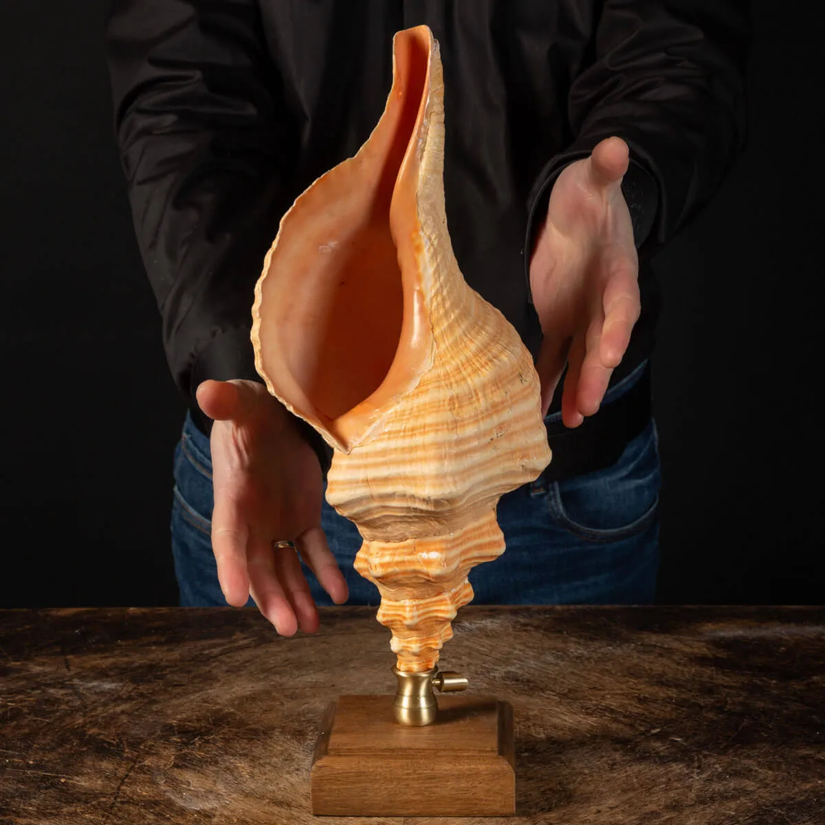 Conchiglia Tritone Gigante, Triplofusus Giganteus, montato su base ornamentale.