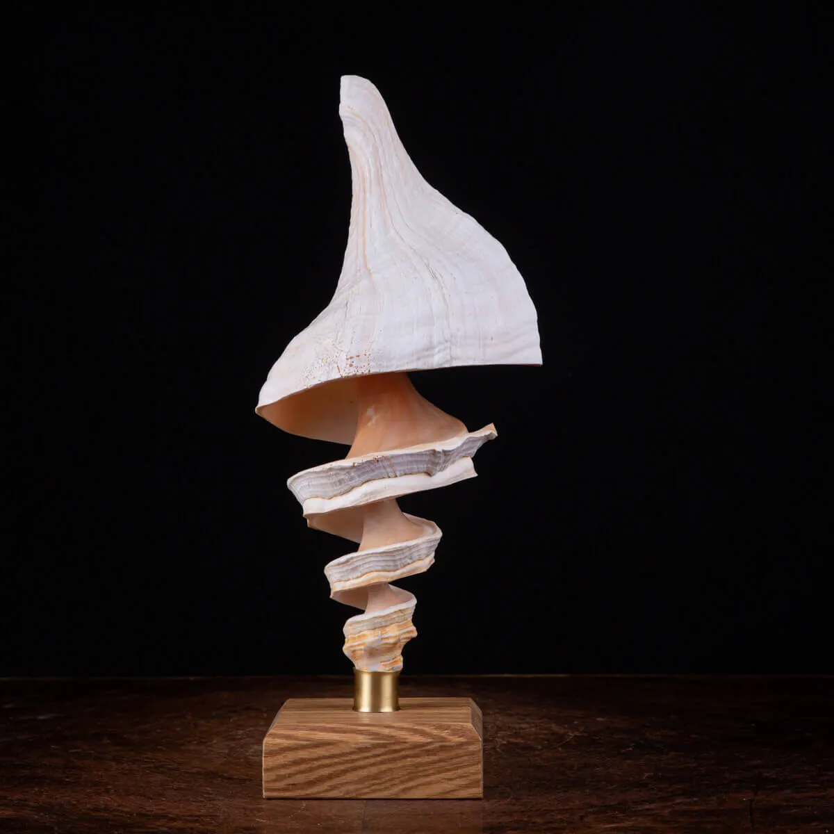 Arte del Mare:Triplofusus Giganteus Intagliato su Base.