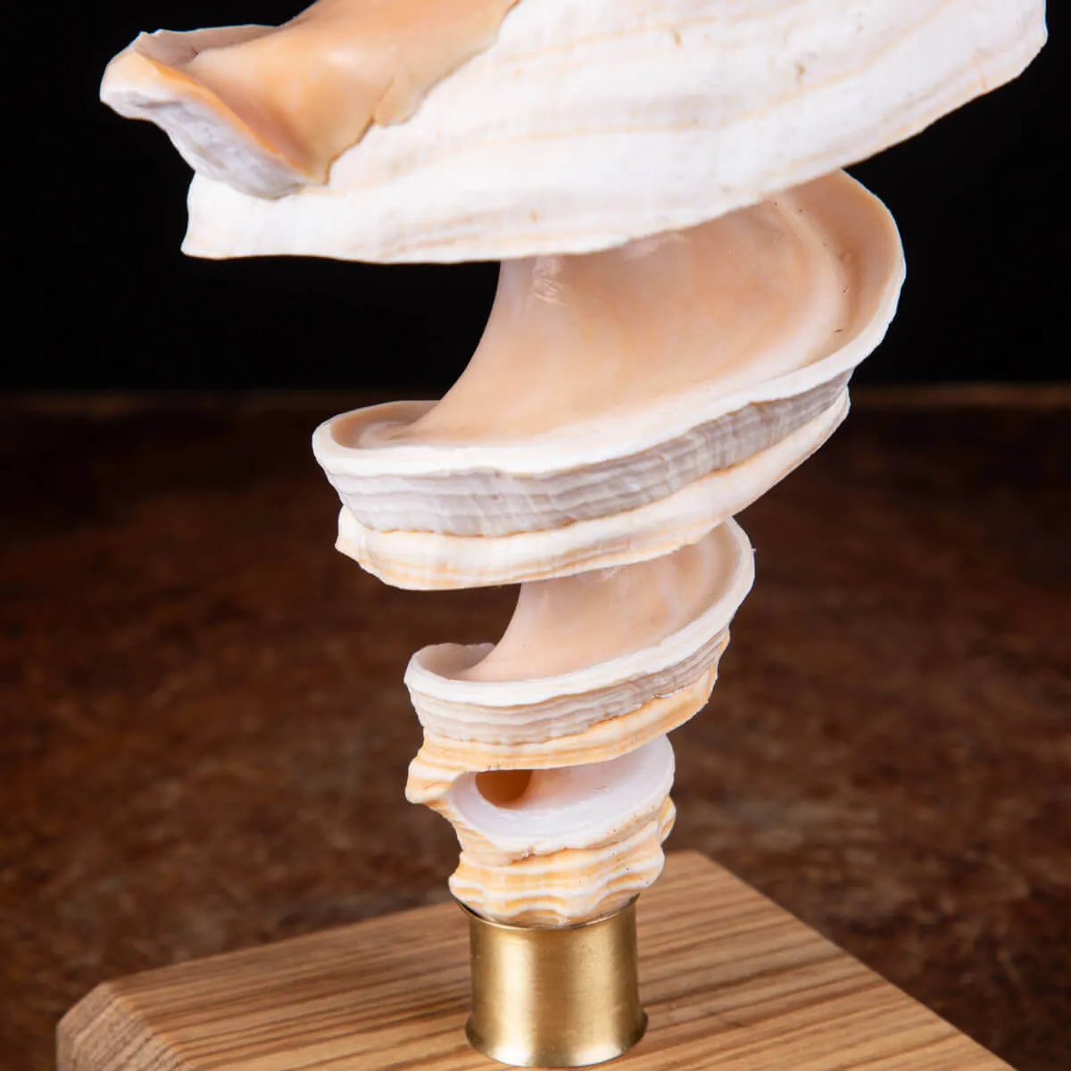 Arte del Mare:Triplofusus Giganteus Intagliato su Base.