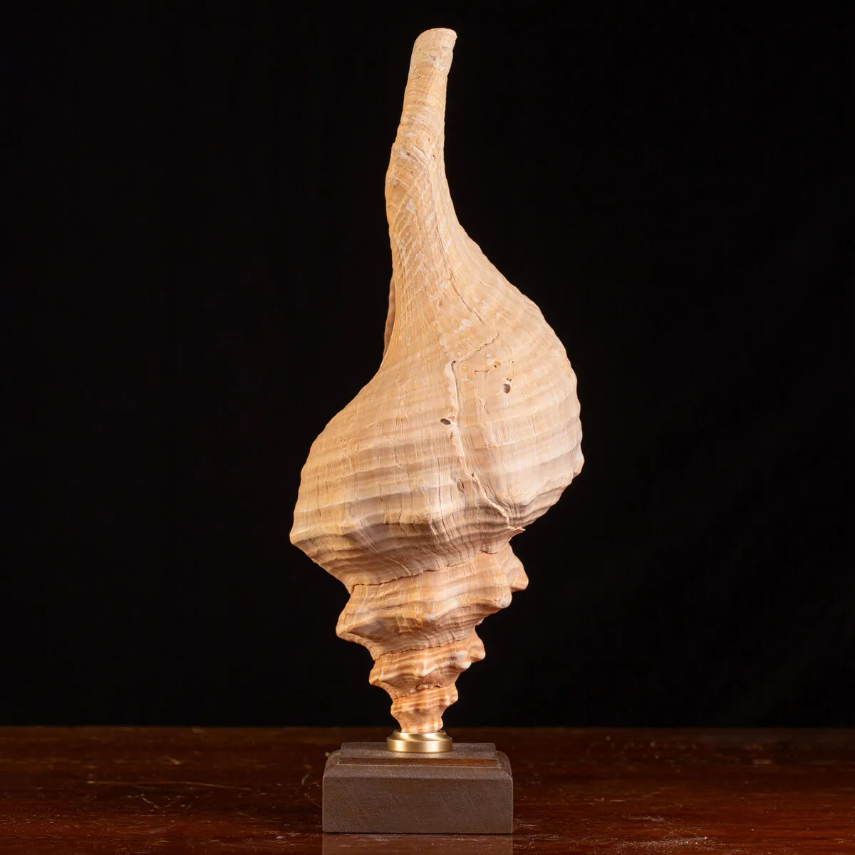 Meravigliso Triplofusus Giganteus.