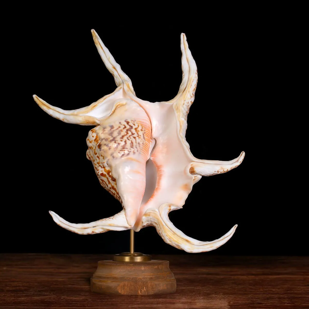 Harpago Lambis Chiragra.