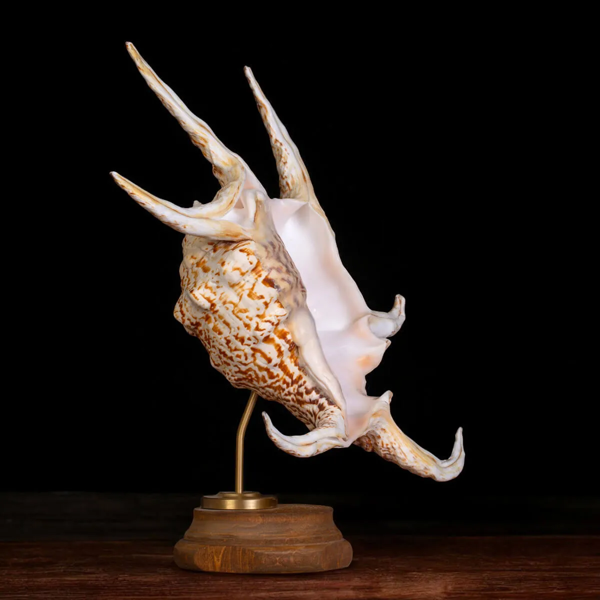 Harpago Lambis Chiragra.