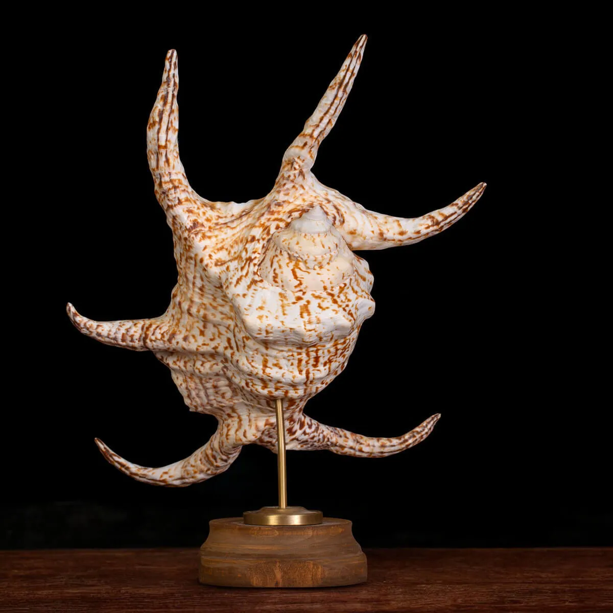 Harpago Lambis Chiragra.