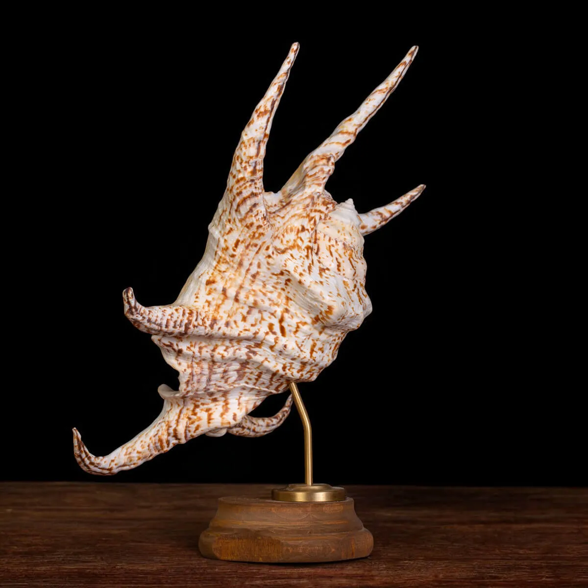 Harpago Lambis Chiragra.