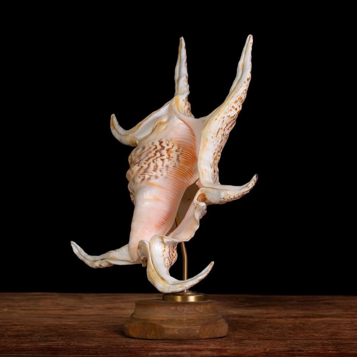 Harpago Lambis Chiragra.