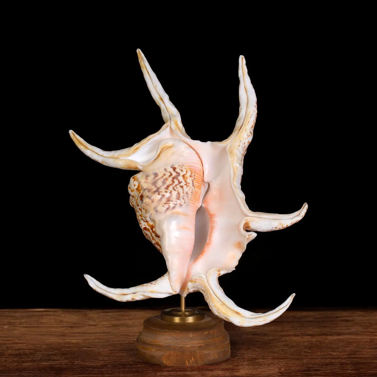 Harpago Lambis Chiragra.