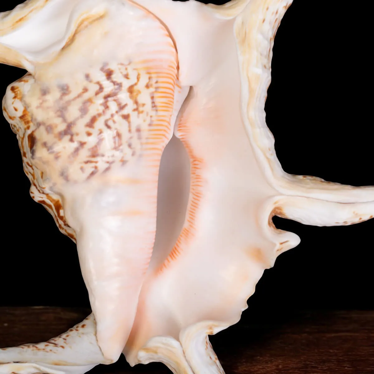 Harpago Lambis Chiragra.