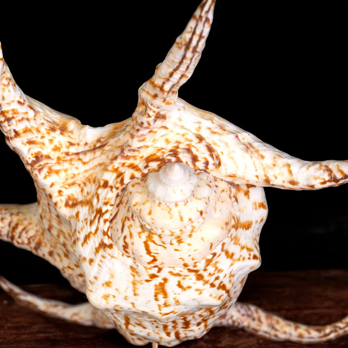 Harpago Lambis Chiragra.