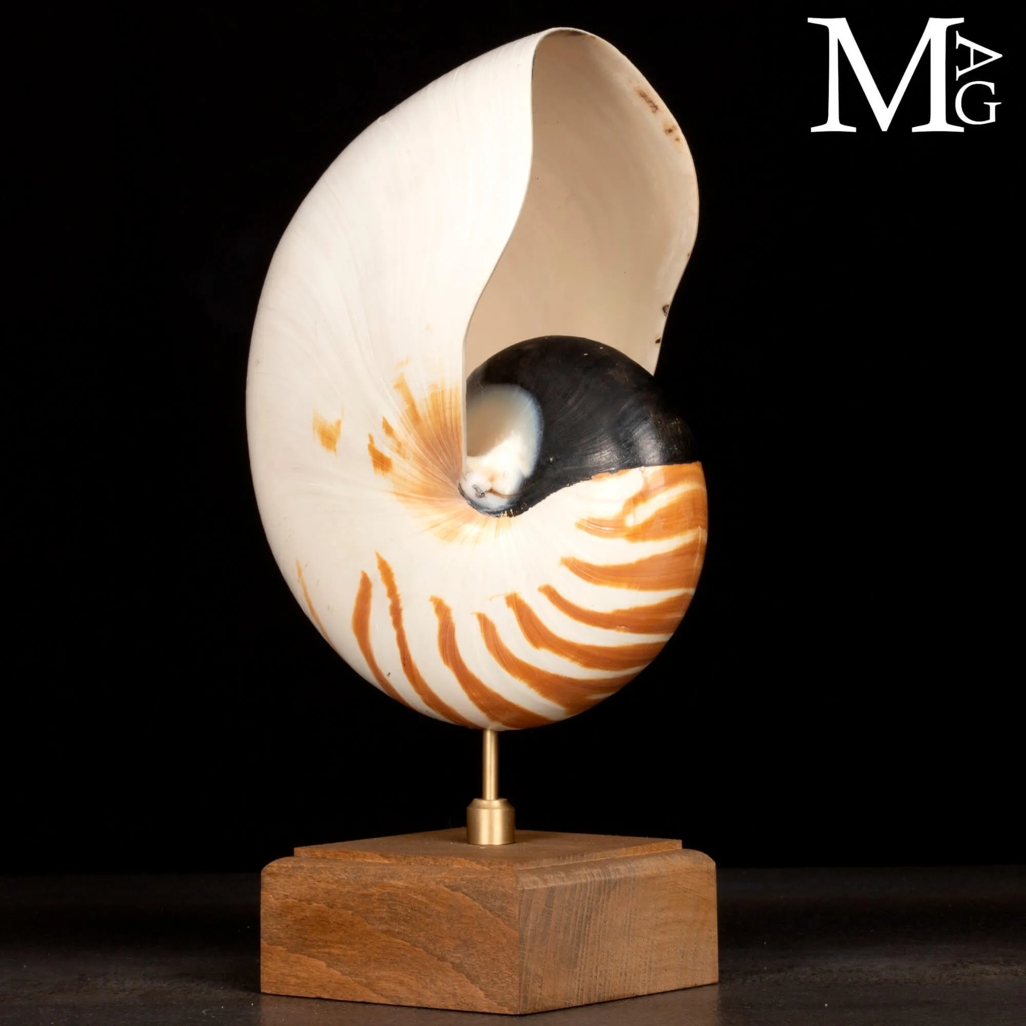 Nautilus montato su base in legno.