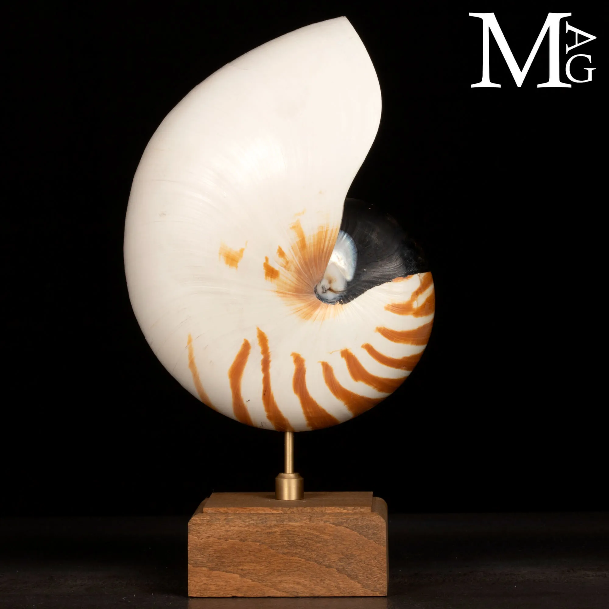 Nautilus montato su base in legno.
