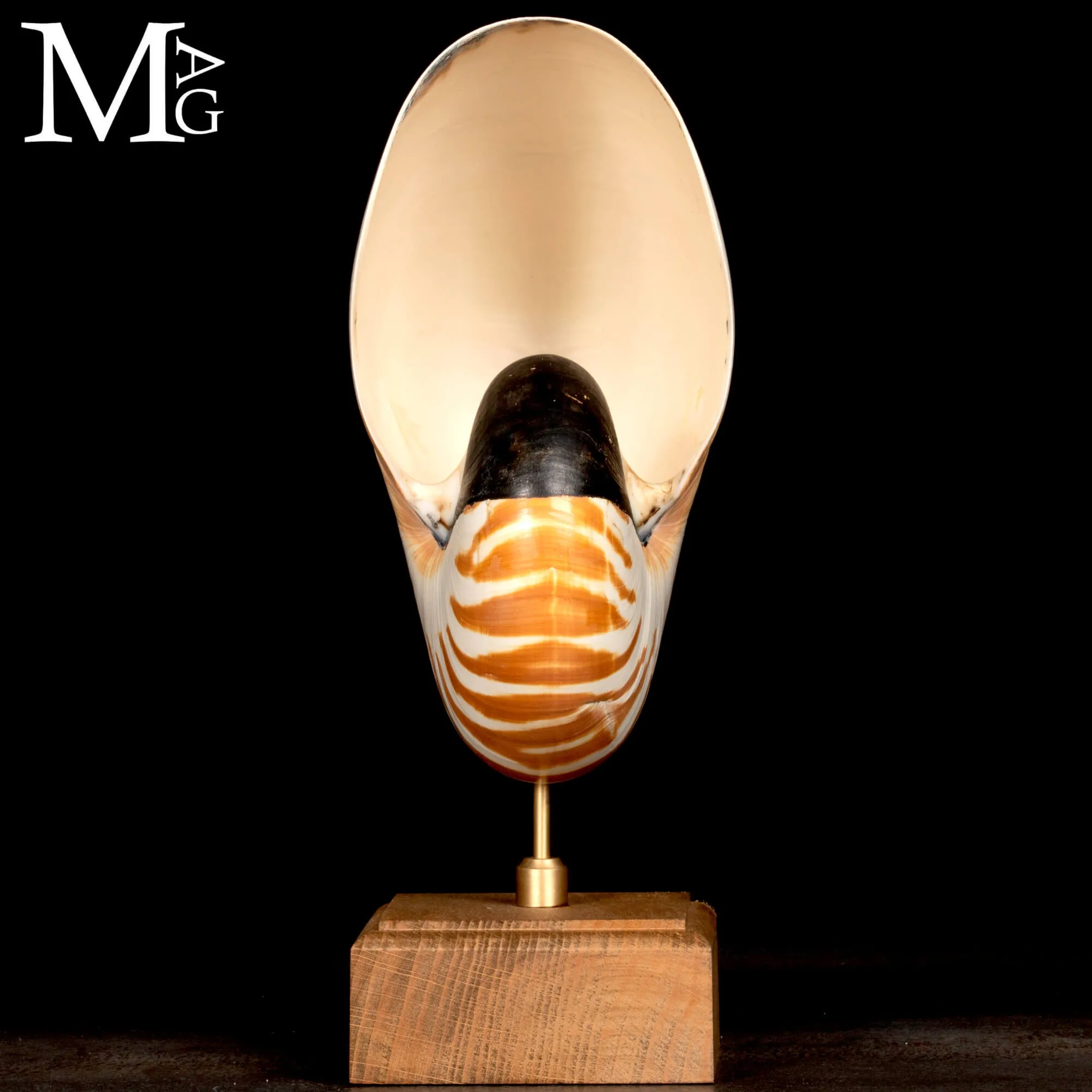 Nautilus montato su base in legno.