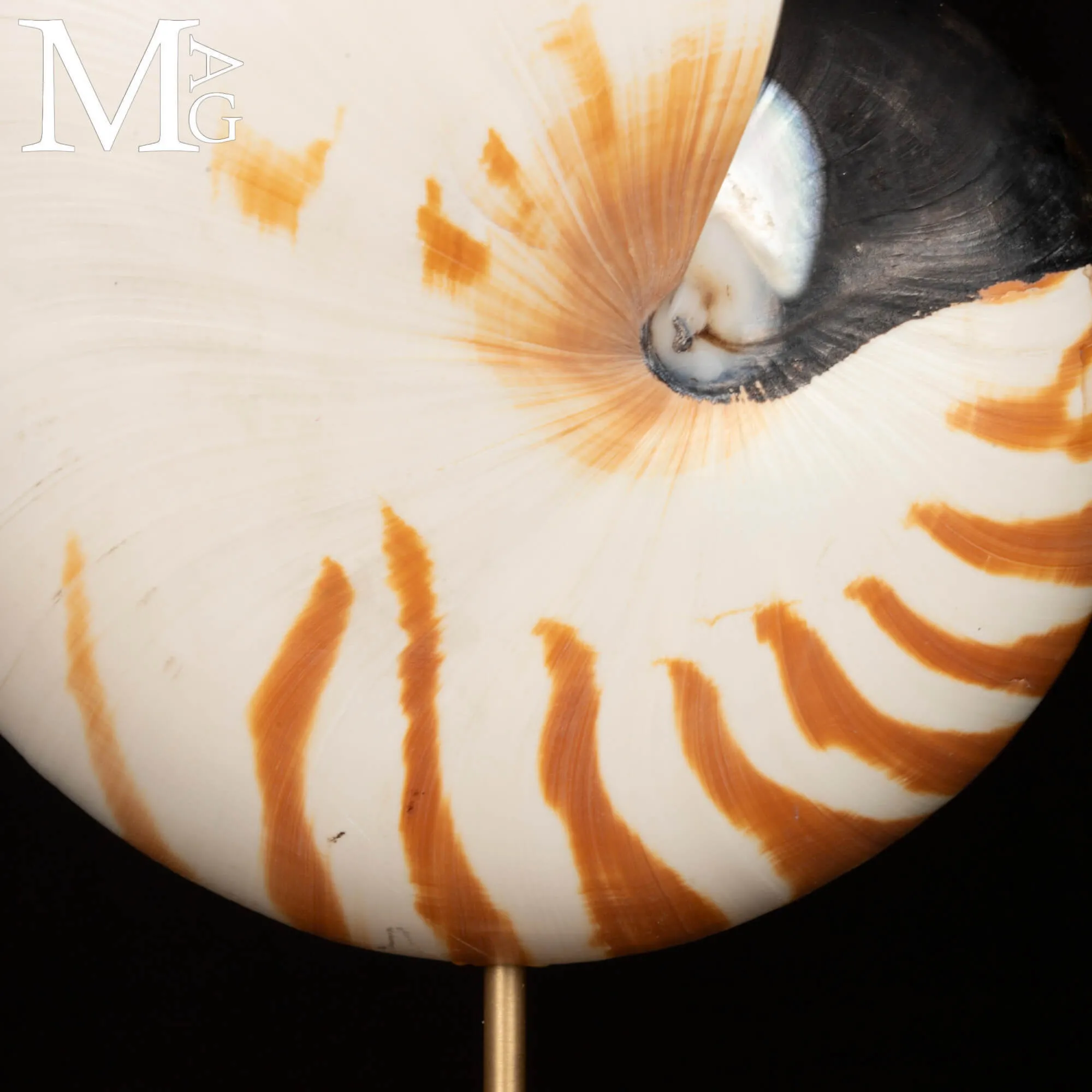 Nautilus montato su base in legno.