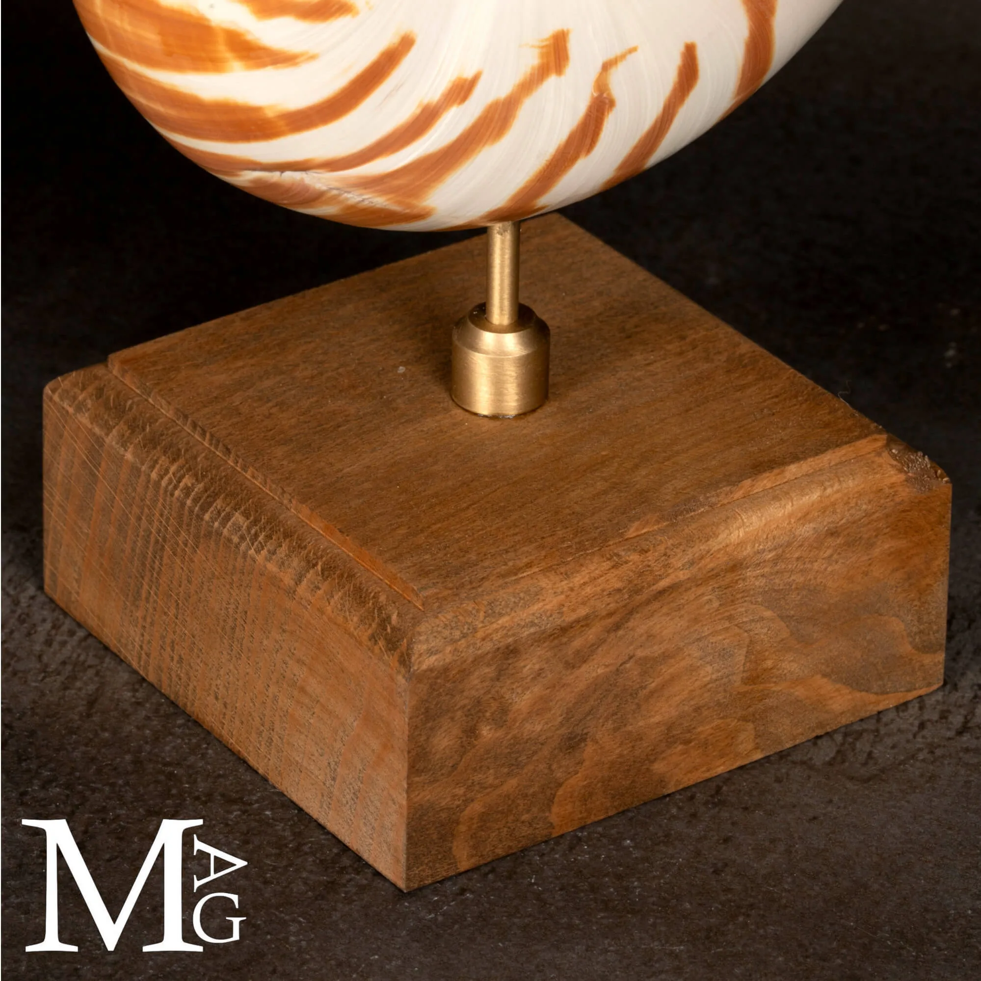 Nautilus montato su base in legno.